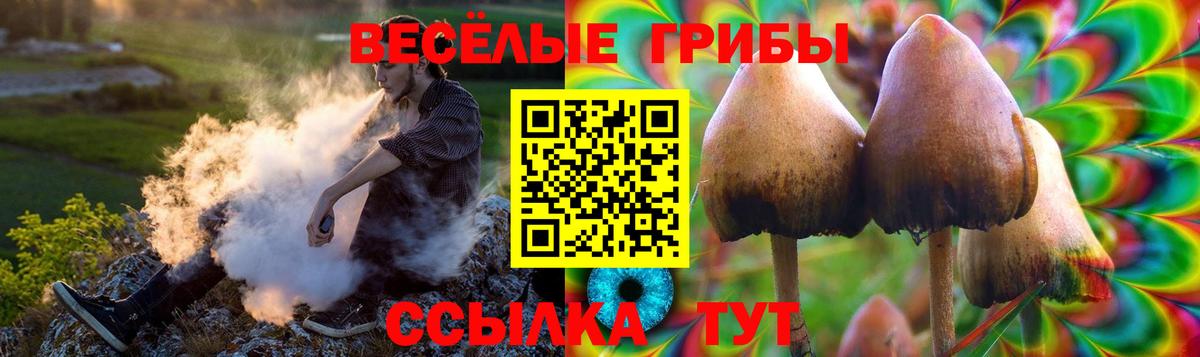 Псилоцибиновые грибы Psilocybine cubensis Щёкино